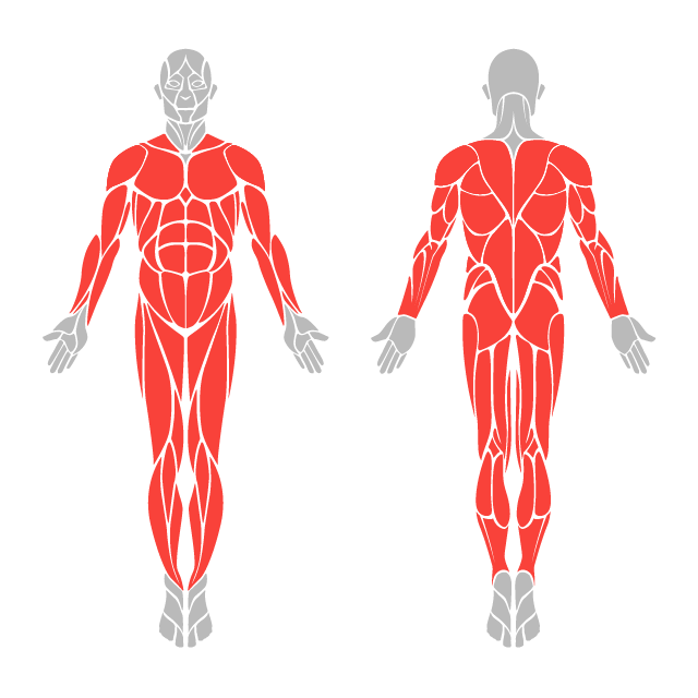 Muscle groups. Прыжки мышцы. Мышцы задействованные при прыжке. Большие группы мышц. Прыжки на месте мышцы.